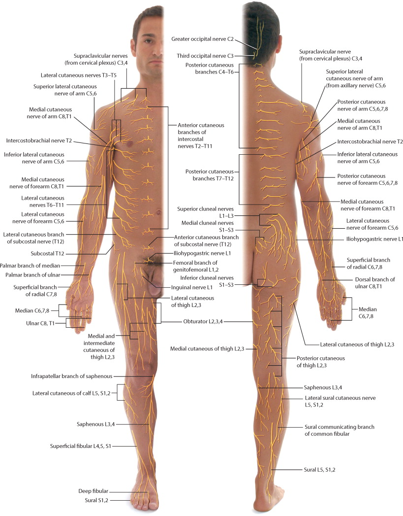 spinal cord anatomy (4).jpg